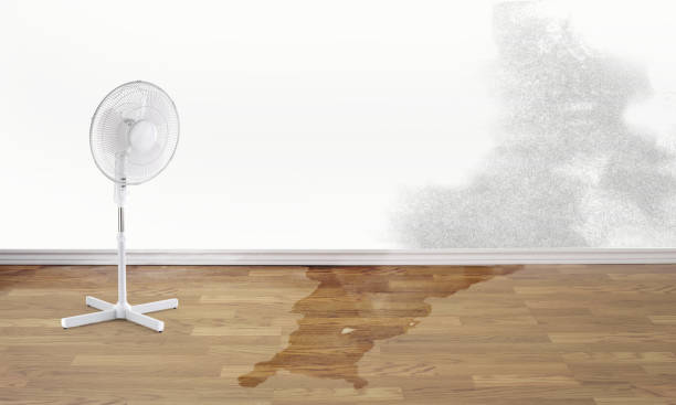 Best Basement water damage restoration  in Bellevle, IL