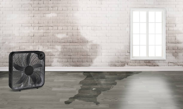 Best Ceiling water damage repair  in Bellevle, IL