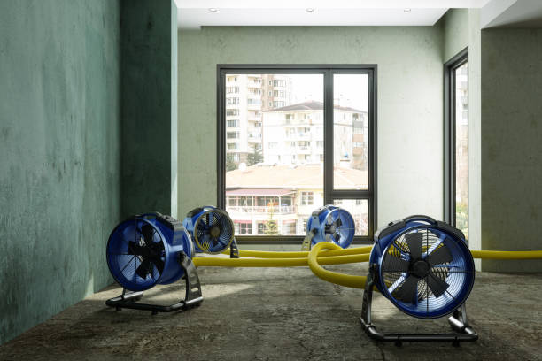 Best Water damage cleanup near me  in Bellevle, IL